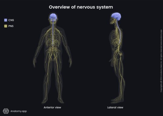 zentrales nervensystem